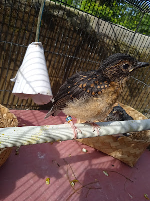 Anggi Bird Farm