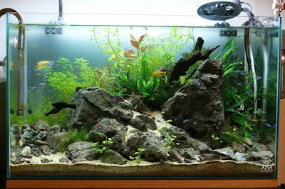 Anggih aquascape
