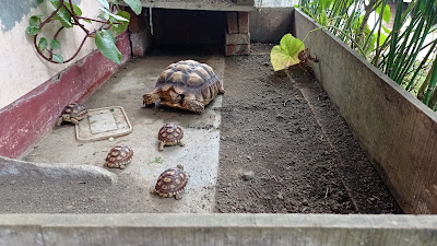 Anggih Sulcata dan lele farm