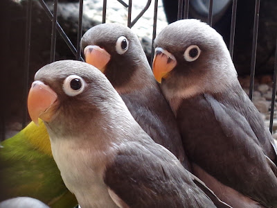 Anggraito Lovebird