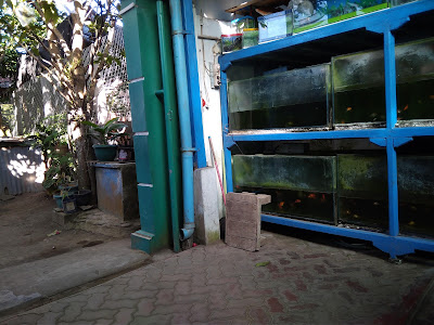 Anggrek Aquarium
