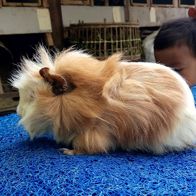 Anne Guinea pig & Rabbit