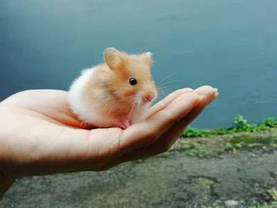 APM Hamster Cilacap