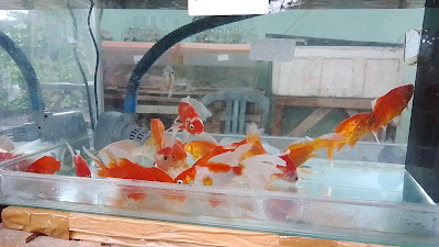 AquaFish Nusantara