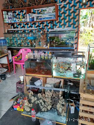 AQUAMIND "The Nature Aquascape"