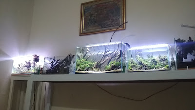 Aquascape