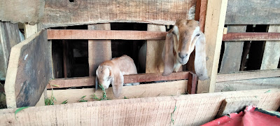Ardan Kambing
