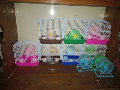 Arun hamster klapasawit