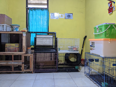 Asyila Pets