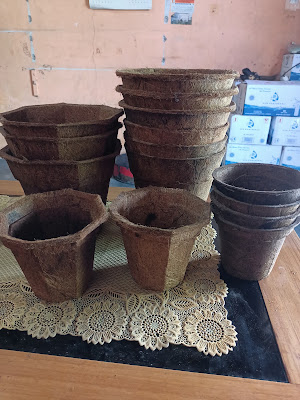 Avocado travico
