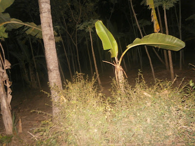 Awanst Kicau