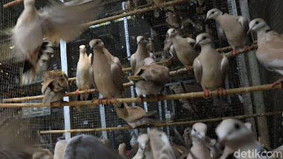 AY Bird Farm