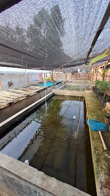Aya Fisheries : Lobster dan Nila