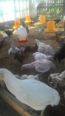 Ayam Bakar Taliwang