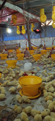 Ayam