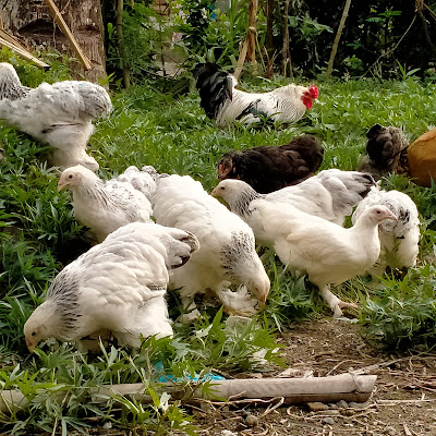 Ayam hias sidaurip