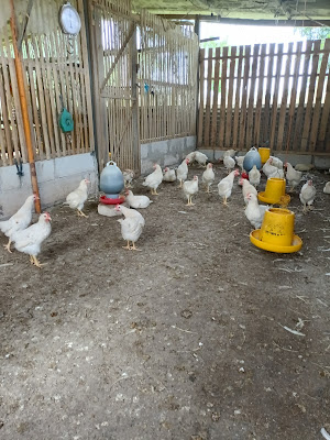 Ayam Pejantan Mandiri Family
