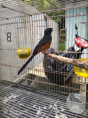 AZIEL RASA KEJU BIRD SHOP