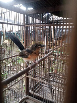Azril Bird murai batu