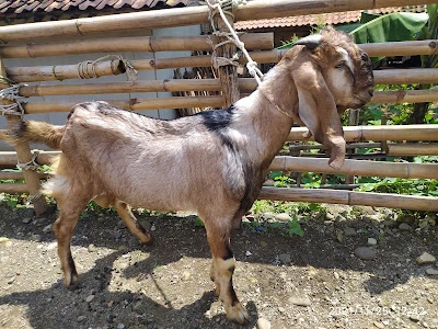 RATIM PEDAGANG KAMBING