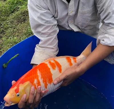 Pak Sarno Fish Farm (Ikan Nila dan Ikan Koi) Pangandaran