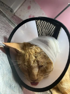 drh. Monica Cecilia (Mon-Vet PET CARE)