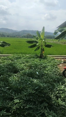 Warung Pinggir Sawah Bu Eni