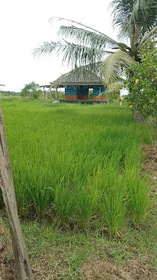 Pondok Pesantren Miftahul Barokah
