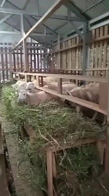 LeonAzzura Farm