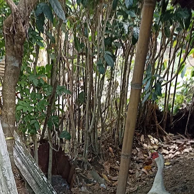 Kelinci Hias Pangandaran