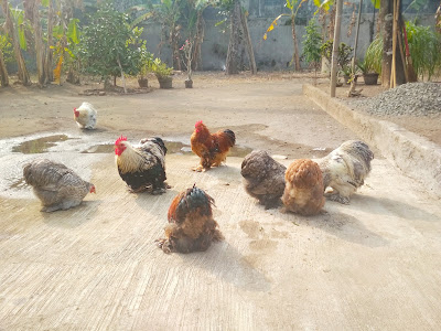 Bakul Ayam Hias Adipala