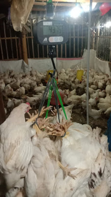 BAKUL AYAM PEJANTAN