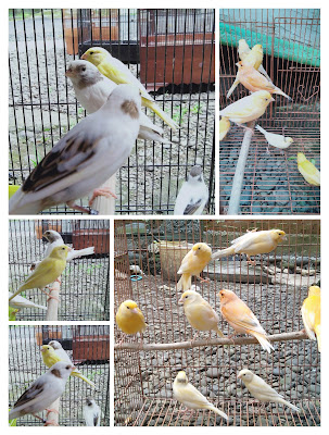 Bakul Birds
