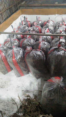 bakul jangkrik