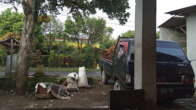 BAKUL KIJING NGONE PAK KASIRAN