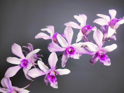 BangNoy orchids
