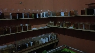 Bangsadrana Betta