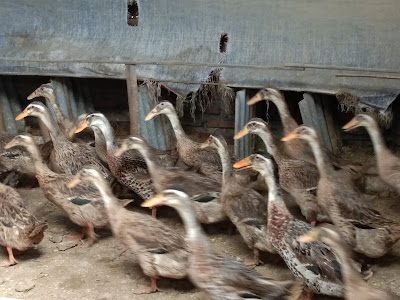 Baratha handoko farm & tailor