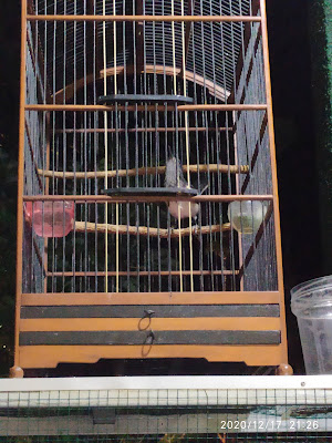 Bawor singer Pelinggihan
