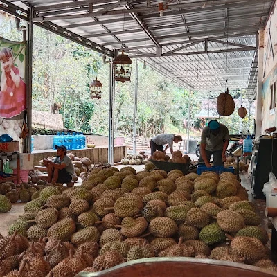 Durian bawor blakasuta
