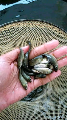 Benih Ikan Pangarengan