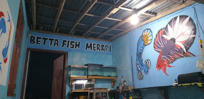 Betta Fish Merapi