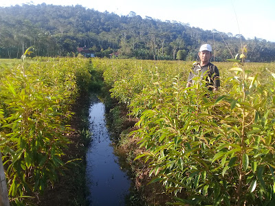 Bibit Durian Asli petani