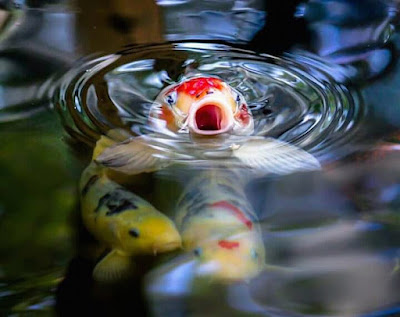 Bibit ikan
