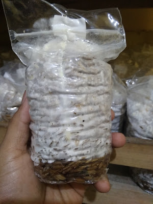 BIBIT JAMUR TIRAM F0,F1,F2