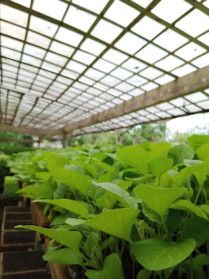 Bibit Sayuran
