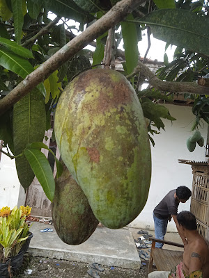 Bibit Tanaman Buah