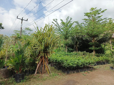 Bibit Tanaman Hias