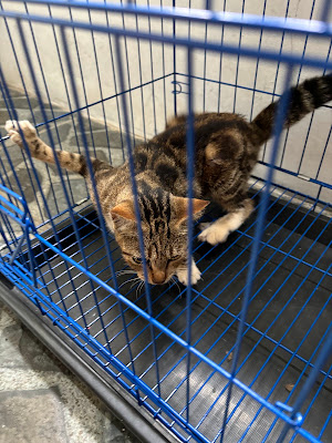 Bintang Petcare