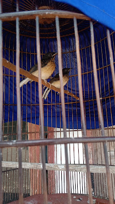 Bird Farm